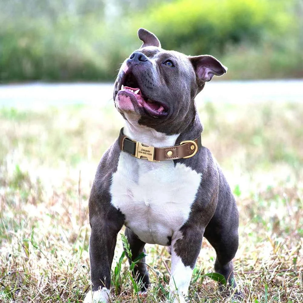 Leather, Engraved, Adjustable, Durable, Buckled, ID Collar for Small Medium & Large Dogs