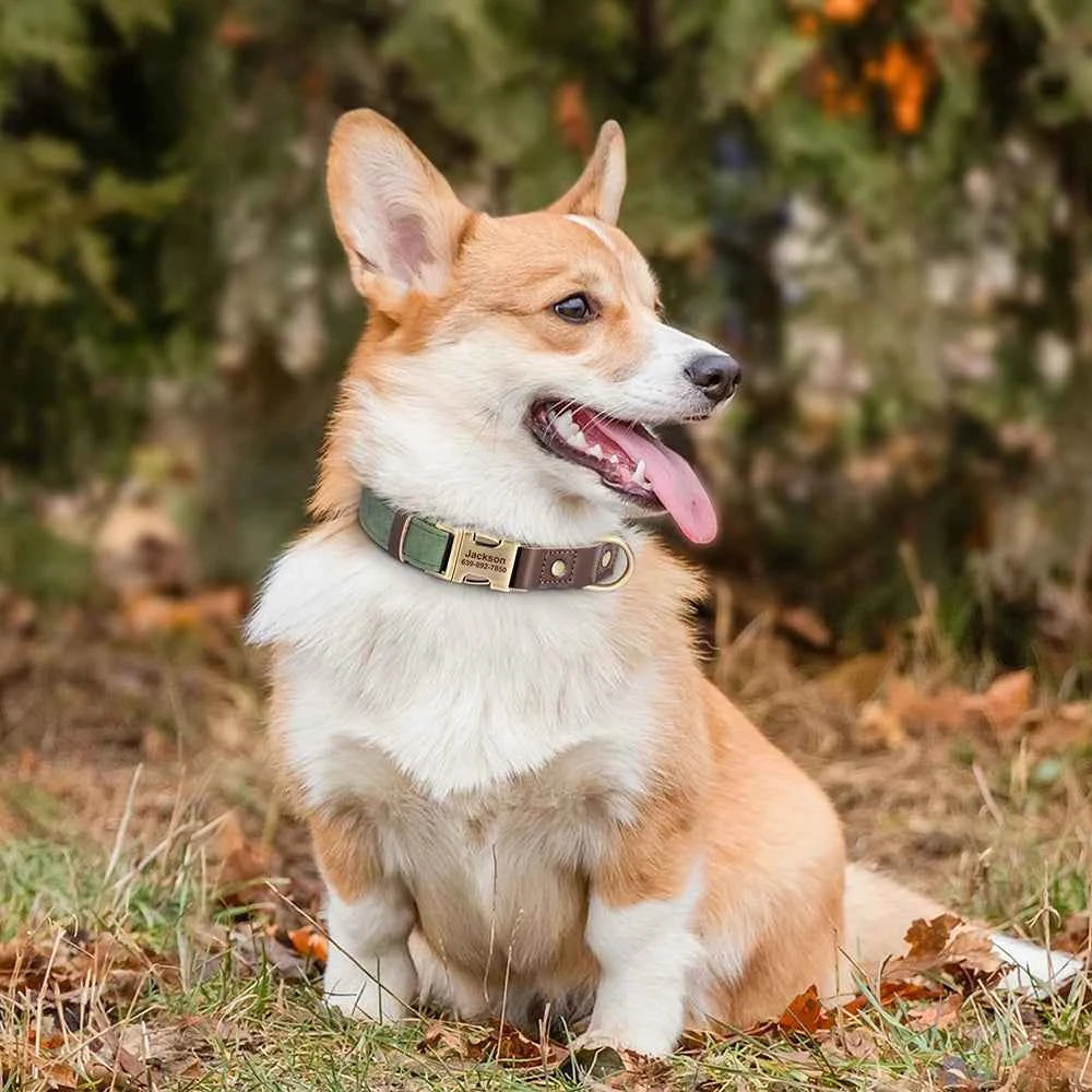 Leather, Engraved, Adjustable, Durable, Buckled, ID Collar for Small Medium & Large Dogs