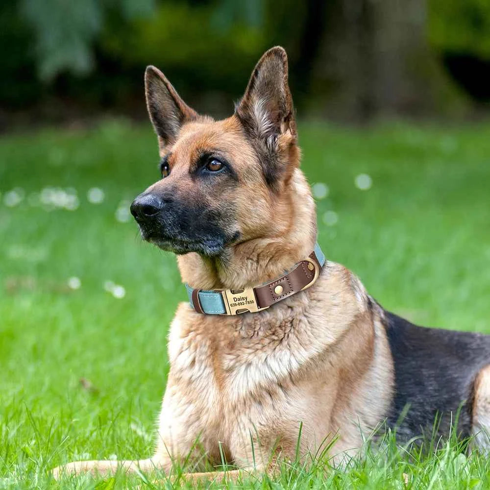 Leather, Engraved, Adjustable, Durable, Buckled, ID Collar for Small Medium & Large Dogs