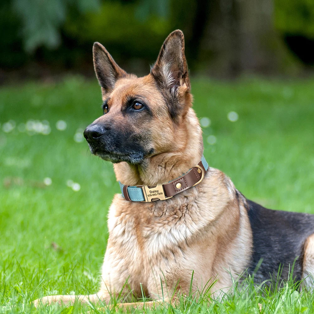 Leather, Engraved, Adjustable, Durable, Buckled, ID Collar for Small Medium & Large Dogs - JanesWaggingWonders