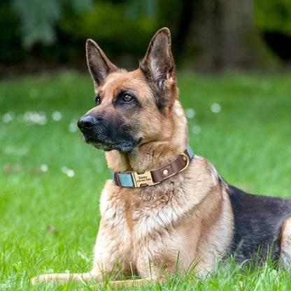 Leather, Engraved, Adjustable, Durable, Buckled, ID Collar for Small Medium & Large Dogs - JanesWaggingWonders