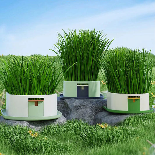 Cat Snack Grass Box. Catnip Grass Grow Station Soilless Planting. Cat Grass Pot For Kitten Snack.