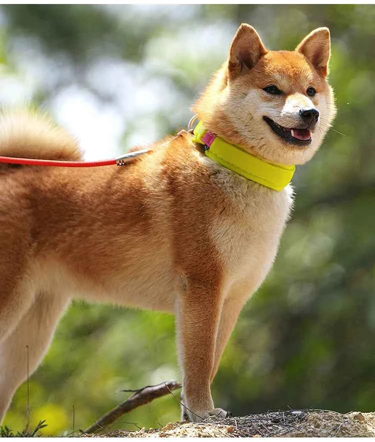 Personalized  Air Tag Small, Medium, Large, Padded Dog Collar;  Adjustable Nylon & Reflective!